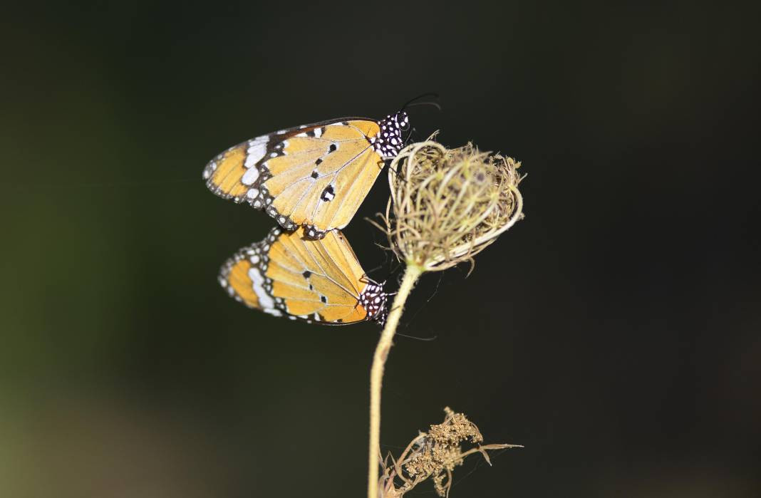 Sultan Kelebeği kendisini gösterdi! Meksika'dan Kanada'ya göç edebiliyor - Resim: 2